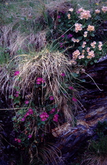 Primula × pubescens