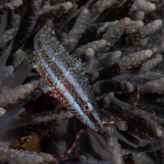 Oxycheilinus samurai