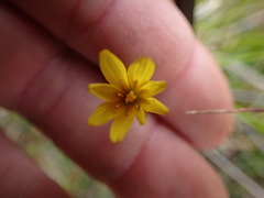 Microseris scapigera