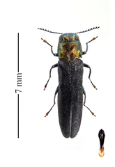 Agrilus arcuatus