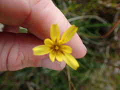 Microseris scapigera