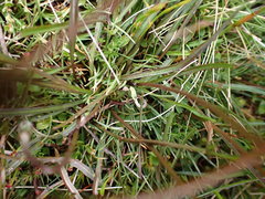 Microseris scapigera