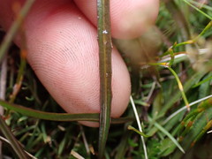 Microseris scapigera