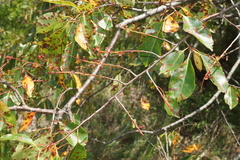 Mycosphaerella colorata