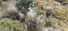 Espeletia conglomerata