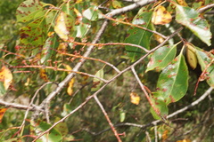 Mycosphaerella colorata