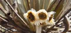 Espeletia conglomerata
