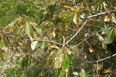 Mycosphaerella colorata