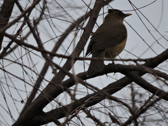 Turdus grayi