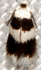 Stigmella nigriverticella