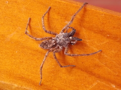 Tomopisthes horrendus
