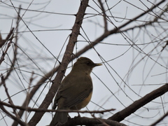 Turdus grayi