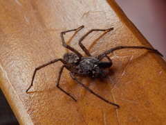 Tomopisthes horrendus