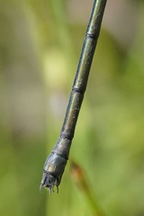 Archilestes latialatus