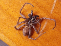 Tomopisthes horrendus