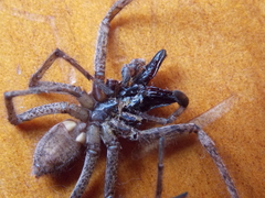 Tomopisthes horrendus