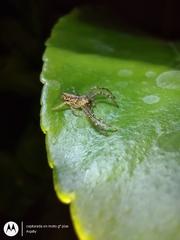 Thomisidae