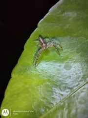 Thomisidae