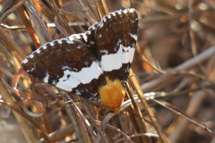 Buzara latizona