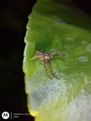 Thomisidae