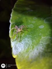 Thomisidae