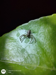 Thomisidae