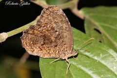 Praepedaliodes phanias