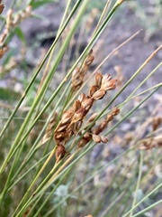 Juncus imbricatus
