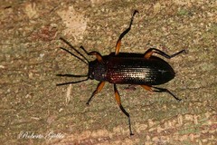 Strongylium flavicrus