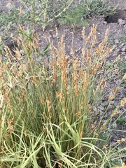 Juncus imbricatus