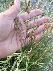 Juncus imbricatus