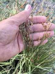 Juncus imbricatus