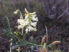 Astragalus pomonensis
