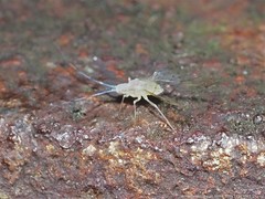 Takecallis arundinariae