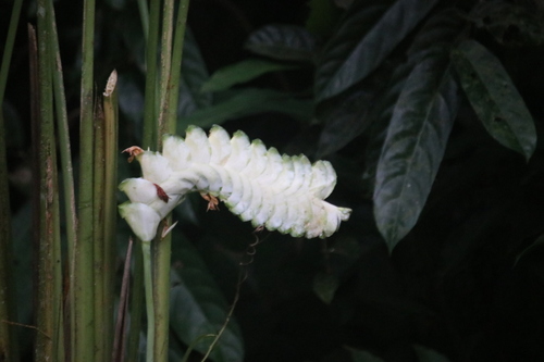 Calathea platystachya, photograph 1