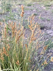 Juncus imbricatus