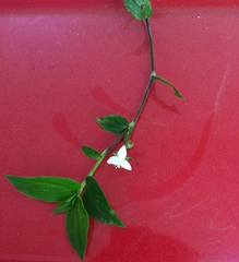 Tradescantieae