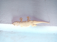 Hemidactylus frenatus