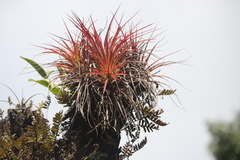 Tillandsia