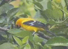 Icterus nigrogularis