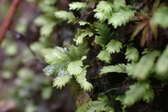 Fissidens bushii