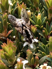 Proscissio milleri