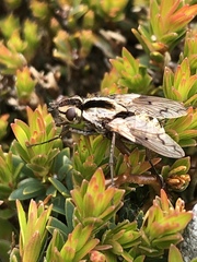 Proscissio milleri