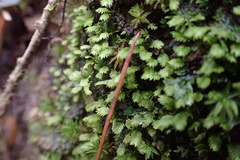 Fissidens bushii