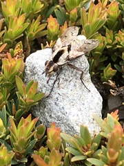 Proscissio milleri