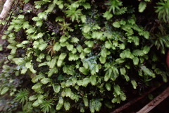 Fissidens bushii