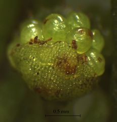 Hymenophyllum scabrum