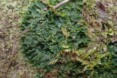 Phaeoceros carolinianus