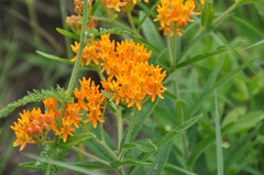 Asclepias tuberosa interior