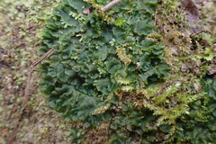 Phaeoceros carolinianus